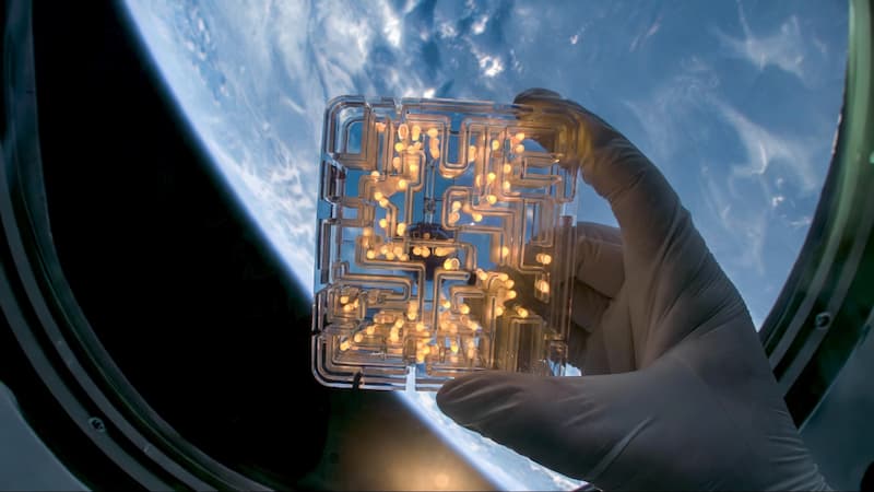 NASA's AVATAR: Personalized Bone-Marrow Biocomputers Are Flying to the Moon on Artemis II